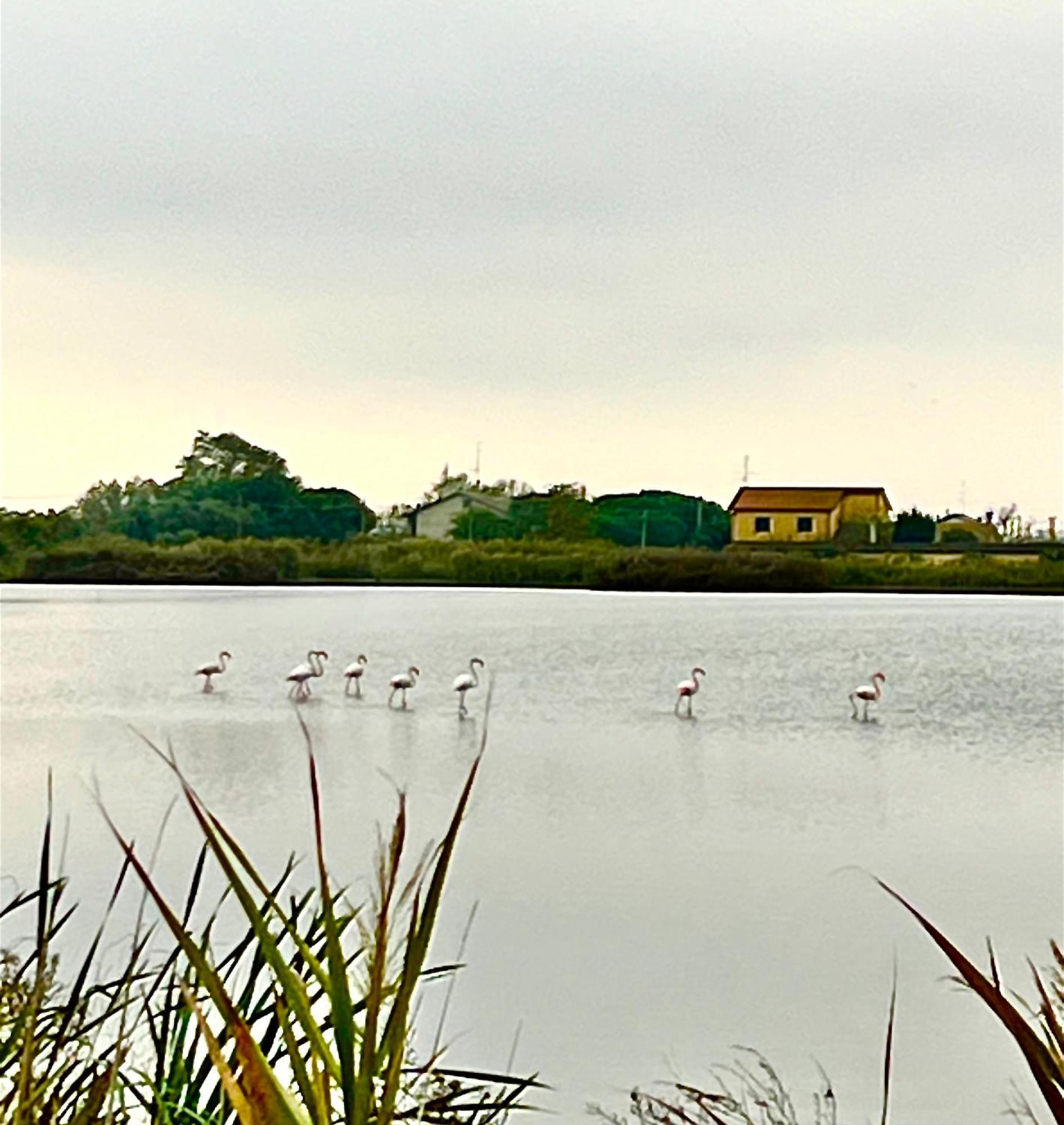 Pink Flamingo Accomodation Comacchio Zewnętrze zdjęcie